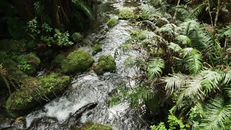 river flowing through new zealand jungle and rainforest nature scene