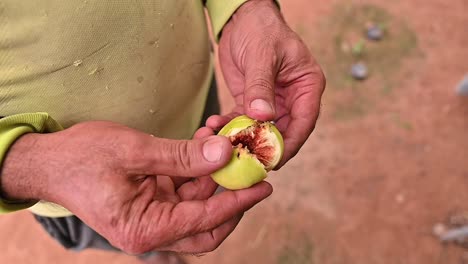 A-man-opens-a-fresh-ripe-green-fig-fruit-Inside-a-greenhouse