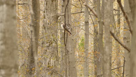 un halcón se sienta encaramado en una rama de un árbol forestal antes de volar, ave de rapiña