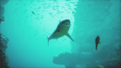shark swimming in the ocean