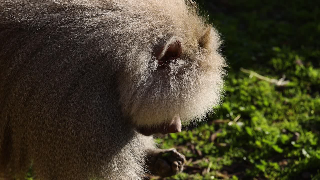 풀 에 있는 바비온 이 음식 을 먹고 있다