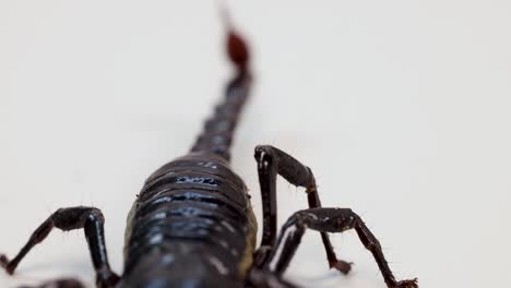 a scorpion moves across a white surface under bright lighting, showcasing its detailed anatomy and movement