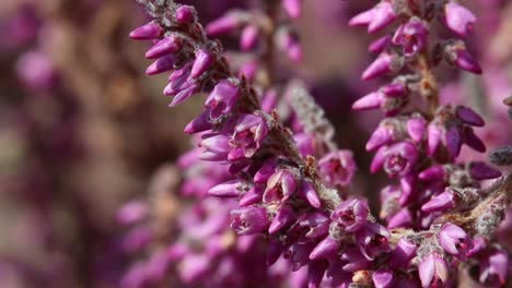 un primer plano del brezo común o la lingua, calluna vulgaris