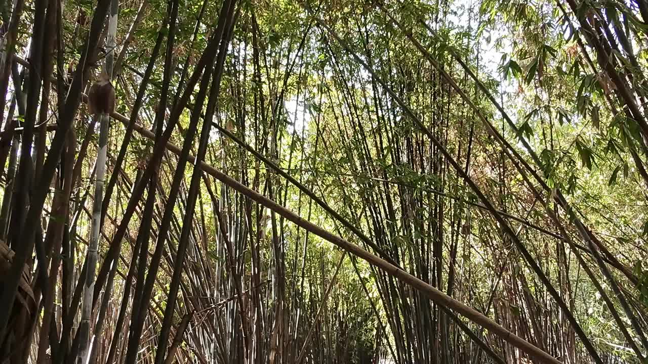 Traveling shot of trees in the center of Jiutepec during the day in Morelos, Mexico
