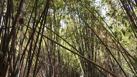 traveling shot of trees in the center of jiutepec during the day in morelos, mexico