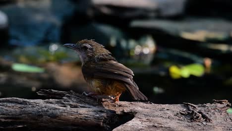 abbot's babbler 在喜马拉雅山脉,南亚和东南亚