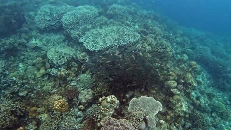 a school of small fish swim in synchrony over a coral reef in the philippines