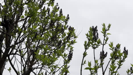Close-up of a plant ready to bloom