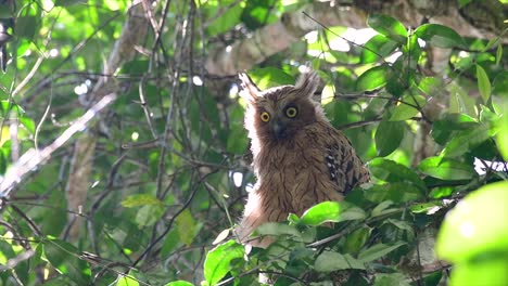 Die-Buffy-Fish-Owl-Ist-Eine-Große-Eule-Und-Doch-Die-Kleinste-Unter-Den-Vier-Fischeulen