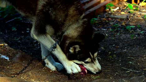 the husky breed dog eats a large piece of fresh meat. the dog eat meat with pleasure swallowing large chunks.