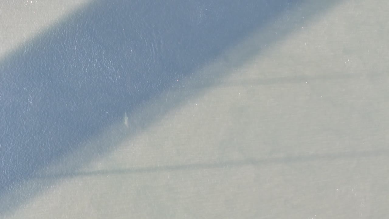 Dophine chasing glimmering fish in shallow waters