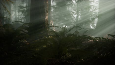 mañana con niebla en el parque nacional de la secuoya