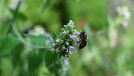 la abeja melífera se alimenta de flores de hierba gatera