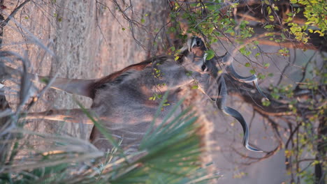 Vertikale-Ansicht-Eines-Kudu-Bullen,-Der-Sich-Im-Safaripark-In-Der-Kalahari-Wüste,-Südafrika,-Von-Der-Wildnis-Ernährt