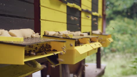 beehive entrance with a landing pad, bees coming and going, handheld shot