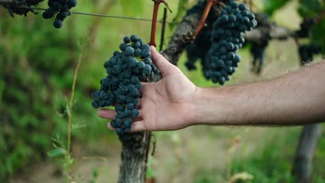 mano masculina tocando uvas oscuras en viñedo
