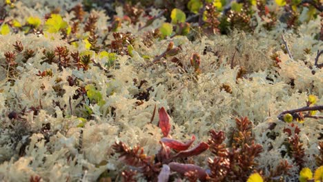 Flechtenmoos-Der-Arktischen-Tundra-Aus-Nächster-Nähe.-Es-Kommt-Hauptsächlich-In-Gebieten-Der-Arktischen-Tundra-Und-Der-Alpentundra-Vor-Und-Ist-äußerst-Kälteresistent.-Cladonia-Rangiferina,-Auch-Als-Rentierbecherflechte-Bekannt.