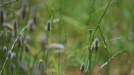 Handpflücken-Von-Mohnblumen-Im-Frühling