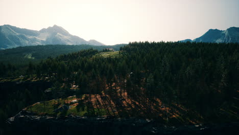 Bosque-De-Pinos-Verdes-En-Las-Montañas