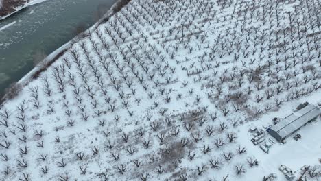 Toma-De-Drone-De-Un-Huerto-Cubierto-De-Nieve-En-El-Río-Yakima.