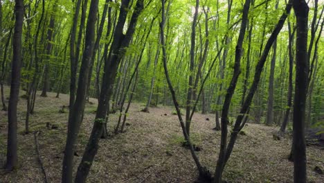 穿過森林的路徑 在廣<unk>的松樹綠樹幹中 流浪在森林的圖案夏天美麗的日落光