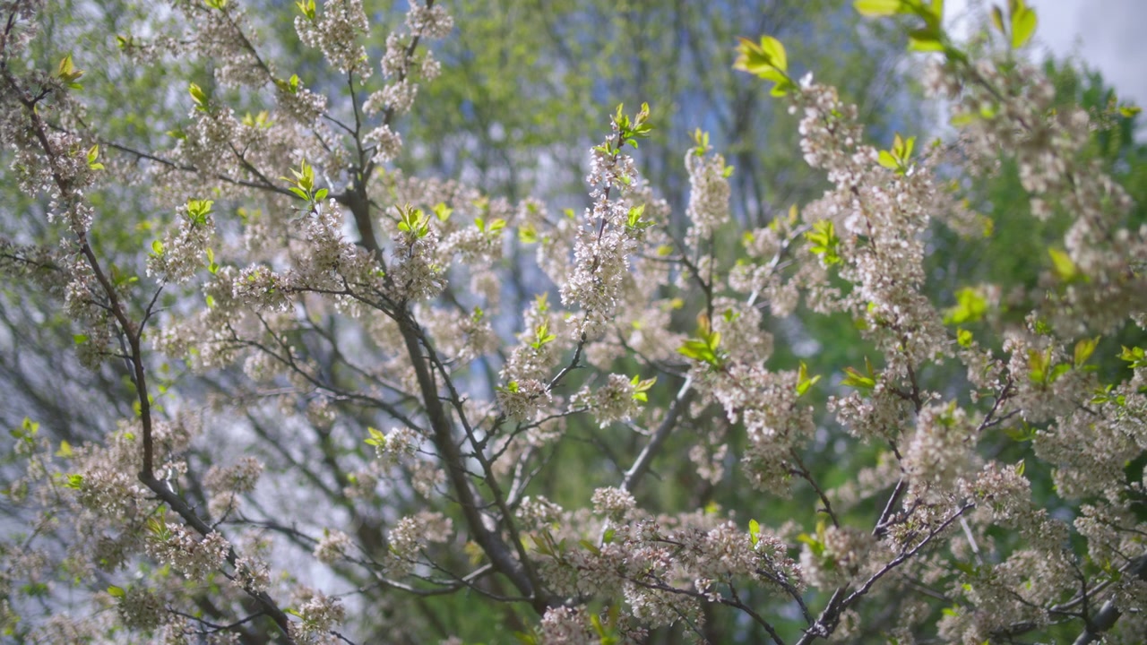 White flowers blooming on a fruit tree in spring in the park