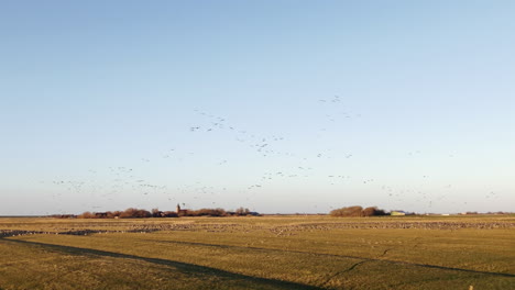 flock of birds