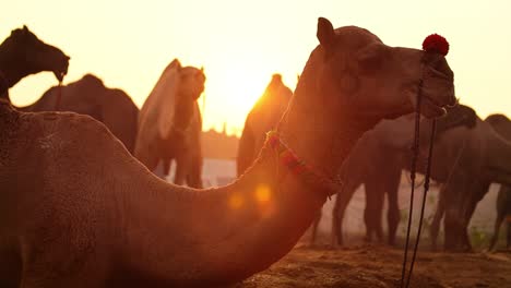 camellos en cámara lenta en la feria de pushkar, también llamada feria de camellos de pushkar o localmente como kartik mela es una feria anual de varios días de ganado y cultural que se celebra en la ciudad de pushkar rajasthan, india.