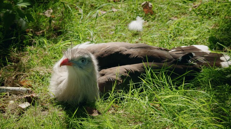 Cariama crestato nell'erba