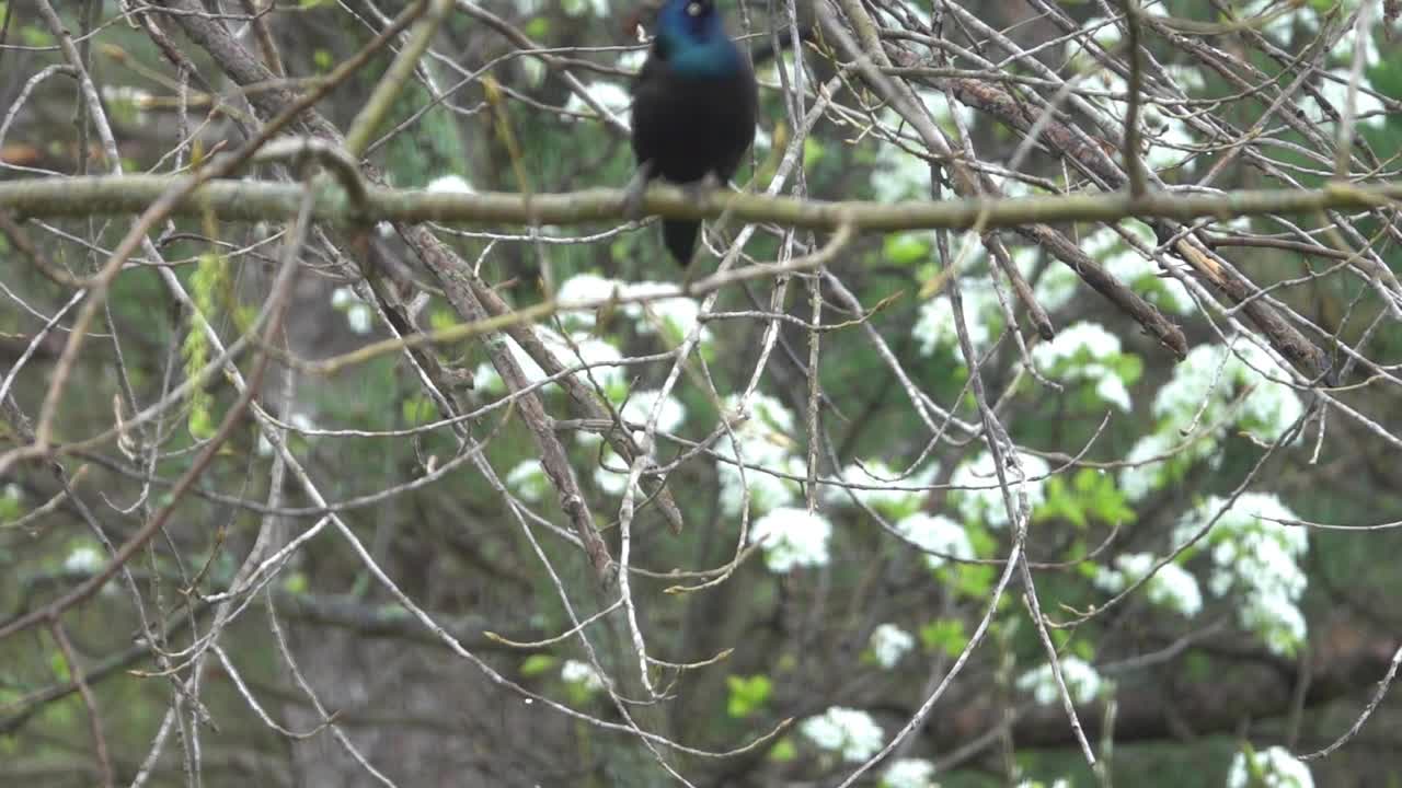 Bird sitting on tree stretches for relaxation