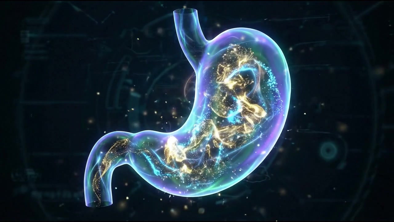 Human stomach digestive system 3D medical organ hologram