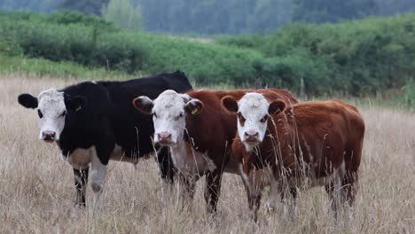closeup of a small herd of cattle standing close together in a meadow of dry grass in mid summer. staffordshire. uk
