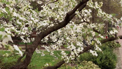 dogwood trees at peak bloom on raleigh st, in chapel hill, nc, on the campus of the university of north carolina at chapel hill