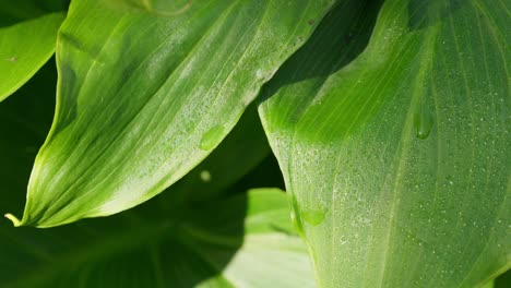 Grünes-Sonnenbeschienenes-Tropisches-Blatt