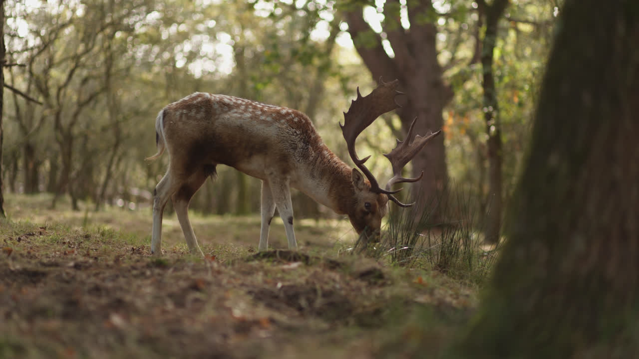 ciervos en barbecho en un bosque