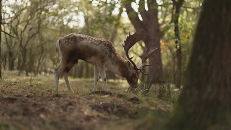 fallow deer in a forest