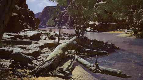 serene desert landscape with fallen trees and rocky terrain in daylight