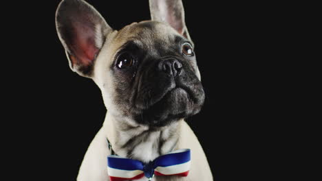 studio portrait of french bulldog puppy wearing bow tie against black background