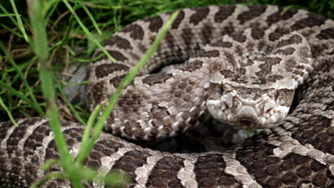 macro primer plano de serpiente de cascabel moviendo la lengua a cámara lenta
