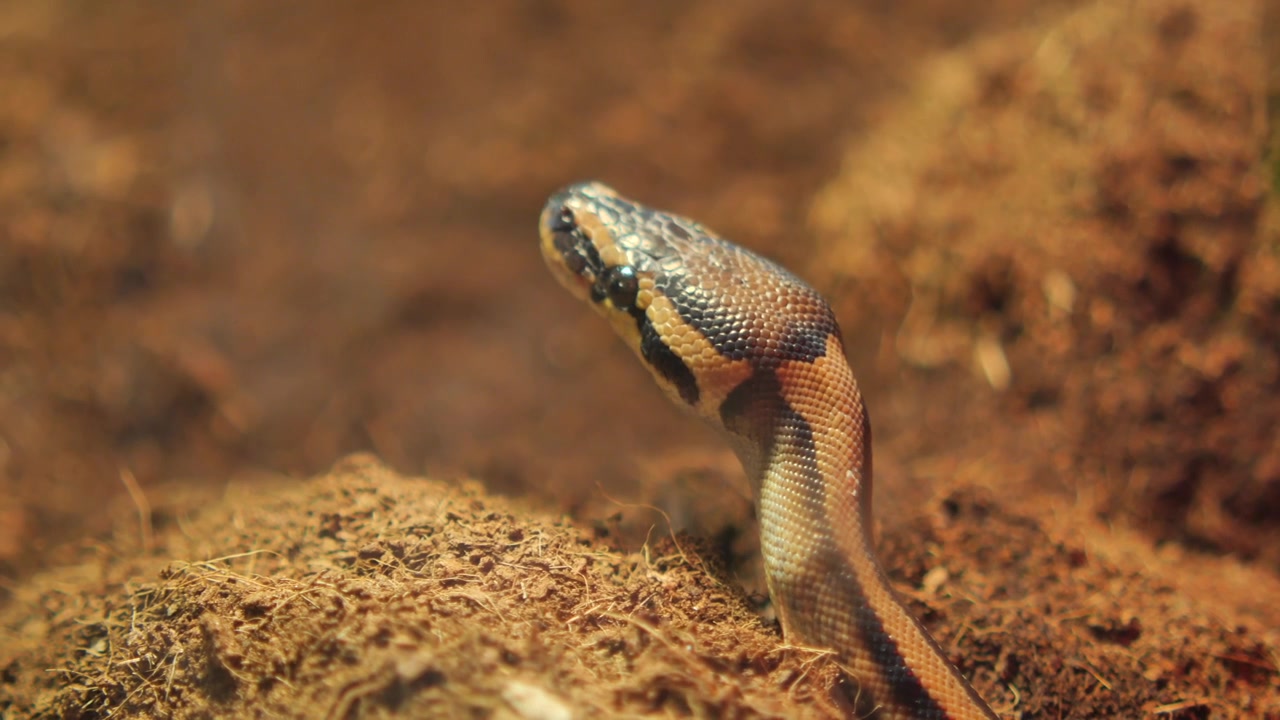 Pitone reale che riposa sul terreno in un terrario.