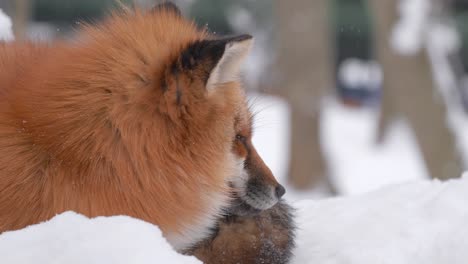 a red fox of japan falling asleep