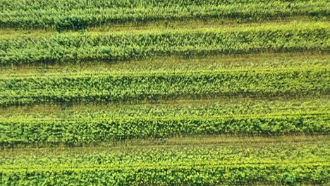 Vista-Aérea-De-Tierras-De-Cultivo-Con-Hileras-De-Campos-De-Flores-De-Mostaza