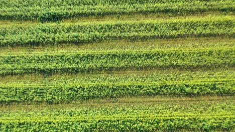 vista aérea de tierras de cultivo con hileras de campos de flores de mostaza