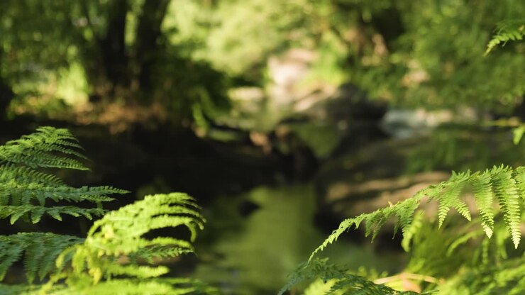 Primo piano di lussureggiante fogliame che ondeggia dolcemente nella brezza, paesaggio naturale con sfondo sfocato.