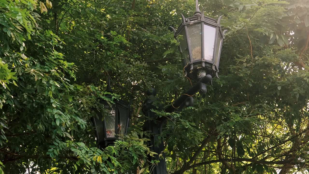 화창한 여름 아침 파나마 시티의 버려진 지역에서 나무와 빽빽한 초목 사이에 가로등이 깨졌고 새들이 그 안에 둥지를 틀었습니다.
