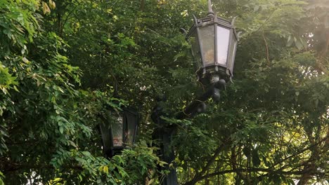 Street-lamps-have-been-broken-and-birds-created-nests-inside-of-them-between-trees-and-dense-vegetation-in-an-abandoned-region-in-Panama-City-during-a-sunny-summer-morning