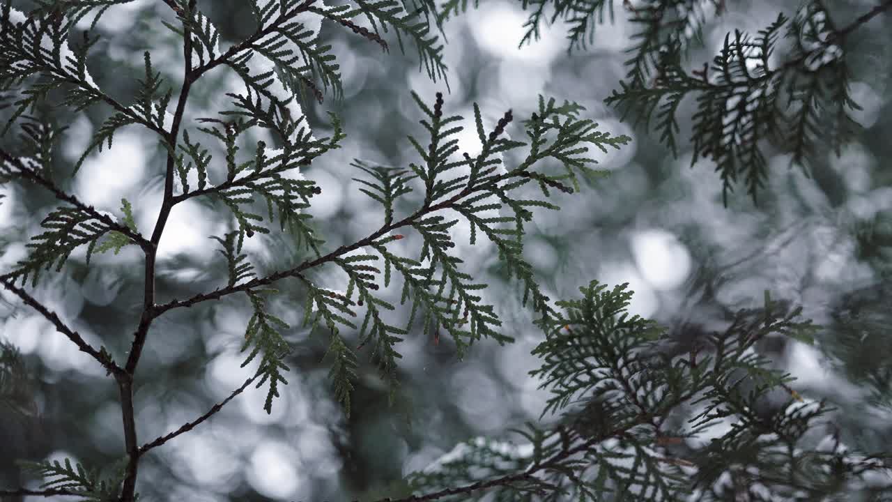 крупный план вечнозеленых кедровых ветвей, покрытых падающим снегом, в холодный пасмурный угрюмый темный день