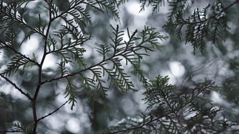 close up of evergreen cedar branches covered in falling snow on cold overcast moody dark day