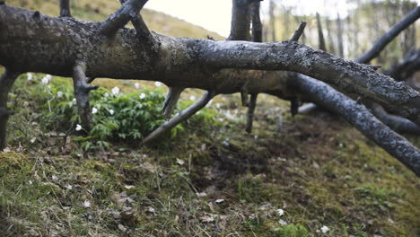 close pan of fallen tree and wood anemone flowers in finnish forest