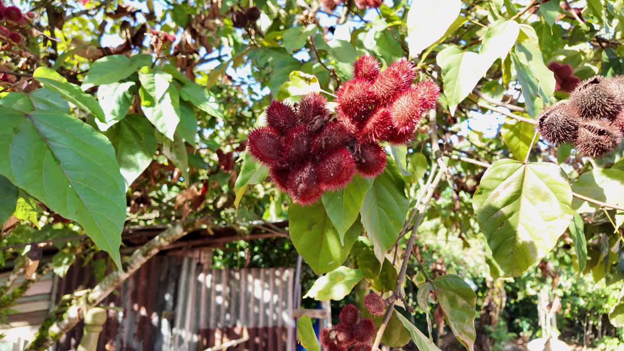 Close-up of the bijao (achiote) fruit hanging from its tree in the Dominican Republic’s countryside, showcasing the rich texture and vibrant red color of this traditional crop.